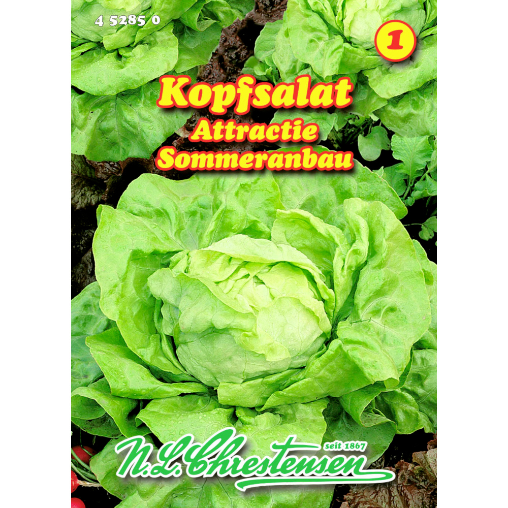 Saatgut Kopfsalat Attractie ca. 200 Pflanzen image number 0