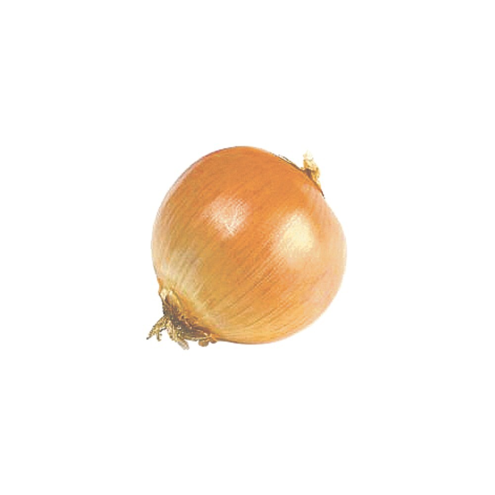 Pflanz Zwiebel "Stuttgarter Riesen" 400 g image number 1