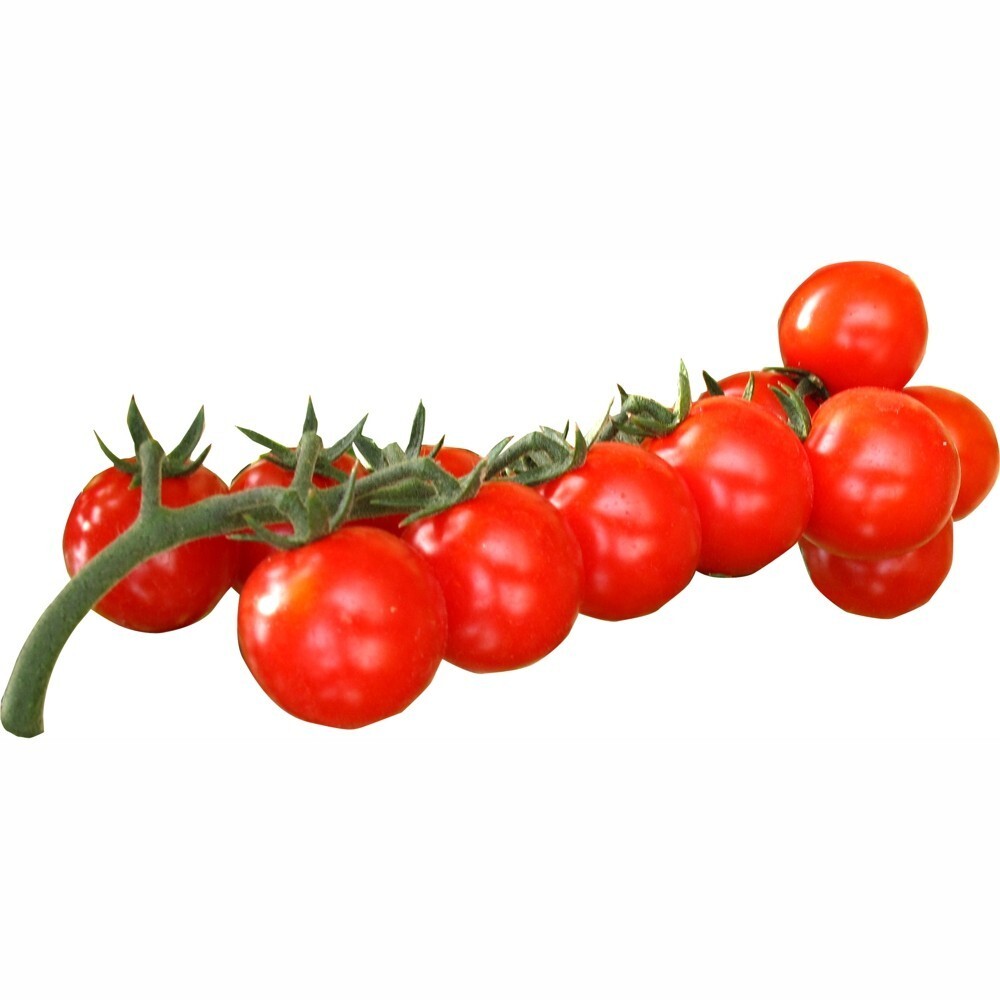 Tomaten verschiedene Sorten im Blumentopf 9 cm vorgezogen image number 0