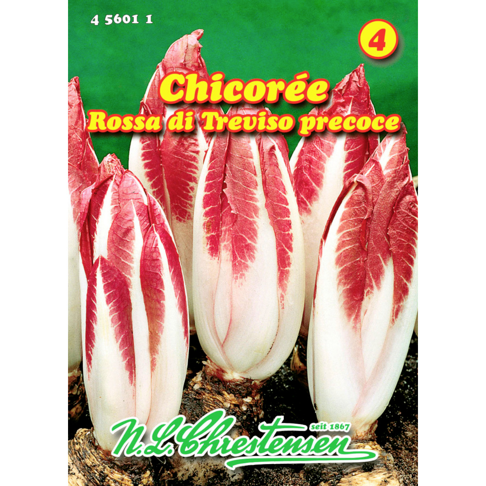 Saatgut Chicorée ca. 100 Pflanzen rot image number 0