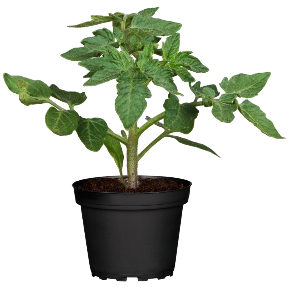 Tomaten verschiedene Sorten im Blumentopf 9 cm vorgezogen image number 2