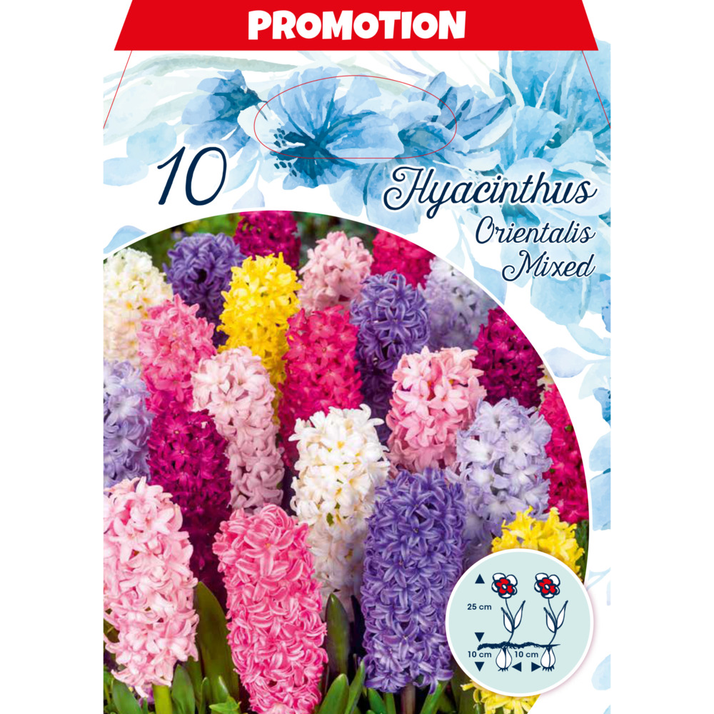 Blumenzwiebeln Hyazinthen Mix 10 Stück bunt