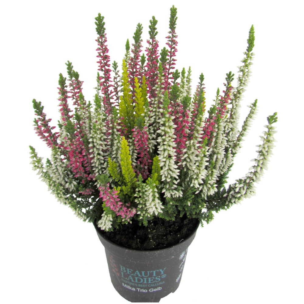 Calluna Vulgaris Beuaty Ladies Trio im Blumentopf Ø 9,5 cm image number 0