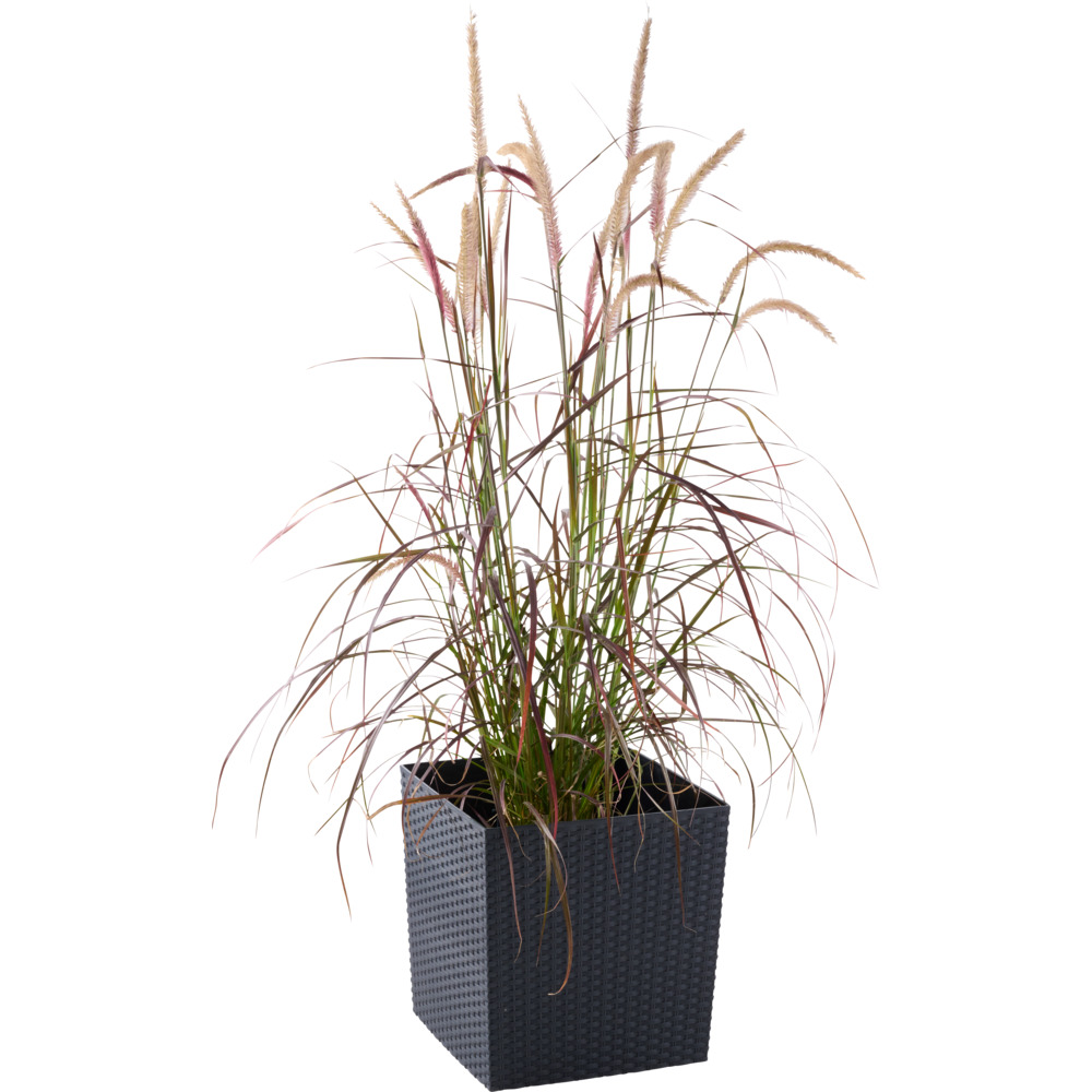 Prosperplast Blumentopf Rato Low 32 x 32 x 32,5 cm in Anthrazit image number 1
