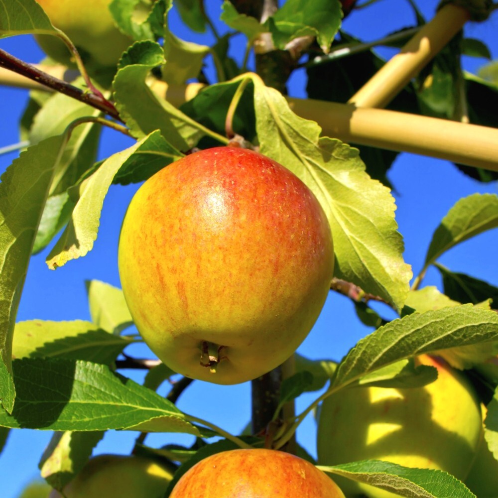 Obstbaum 150 - 200 cm in verschiedenen Sorten image number 2