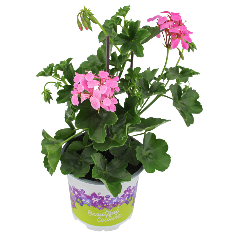 Geranien hängend mit Blumentopf 10,5 cm image number 1