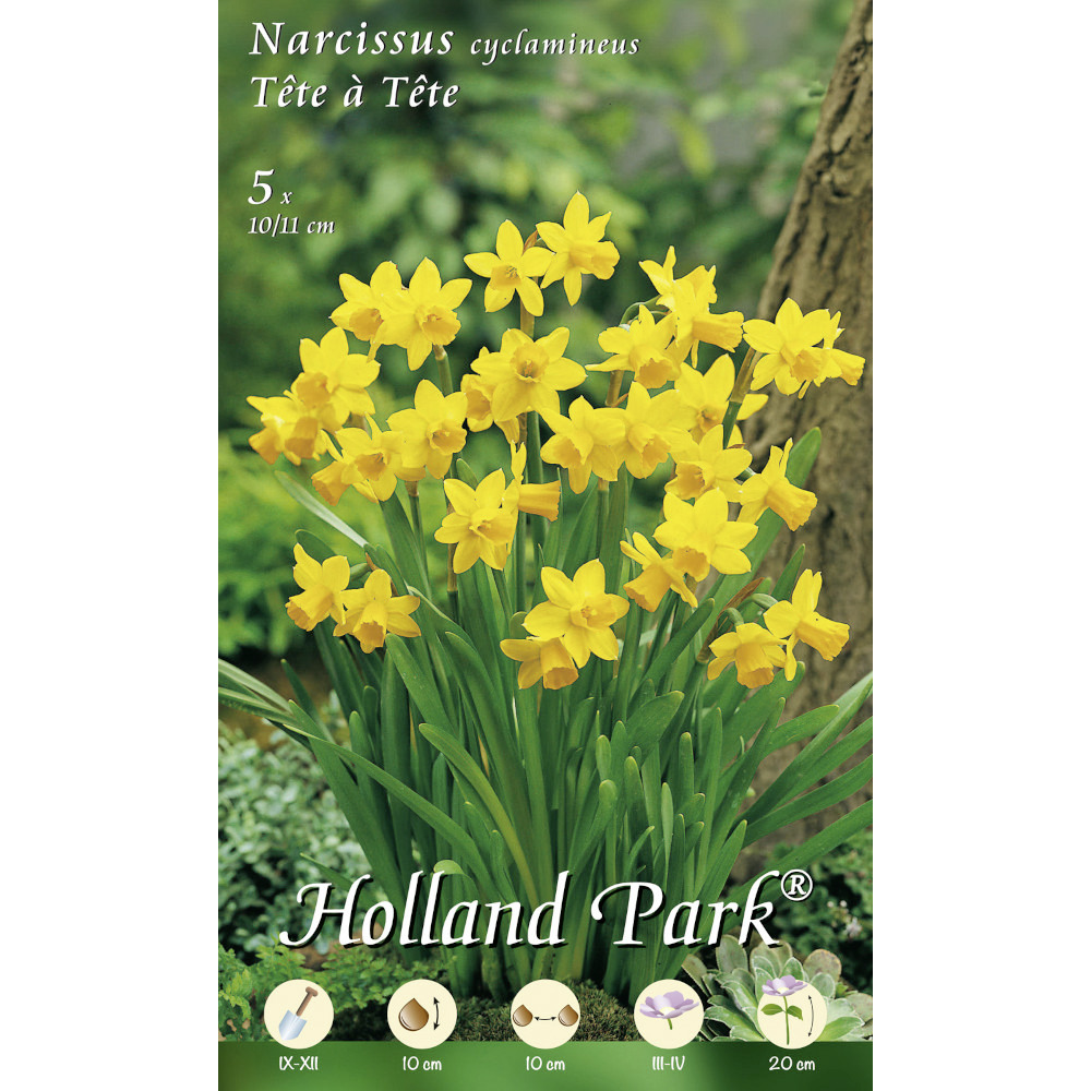 Blumenzwiebeln botanische Narzissen 5 St&uuml;ck gelb