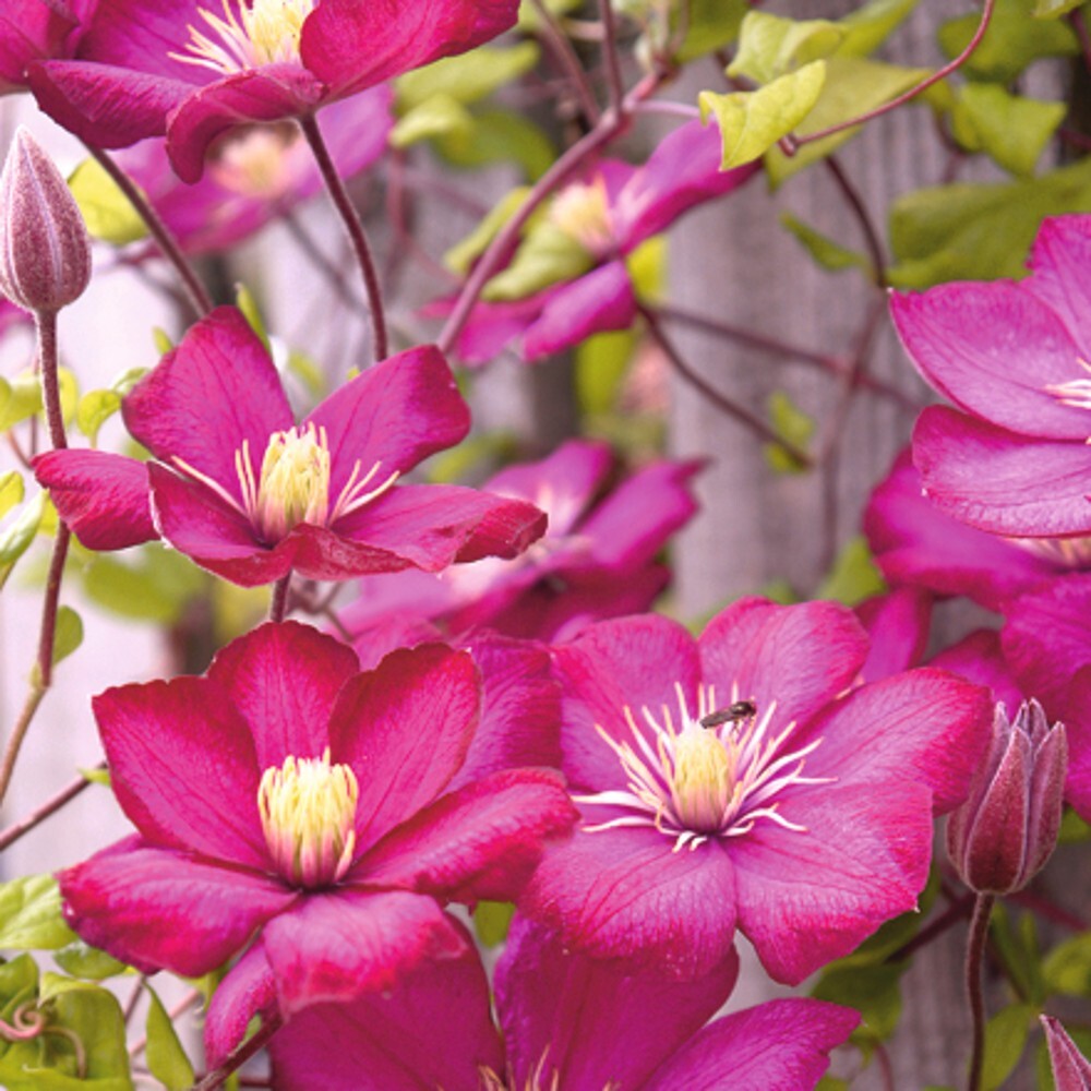 Kletterpflanzen Clematis, verschiedene Sorten im Blumentopf image number 4