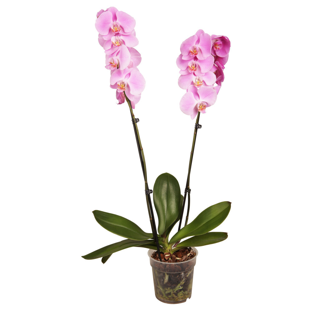 Phalaenopsis 2-triebig im Blumentopf
