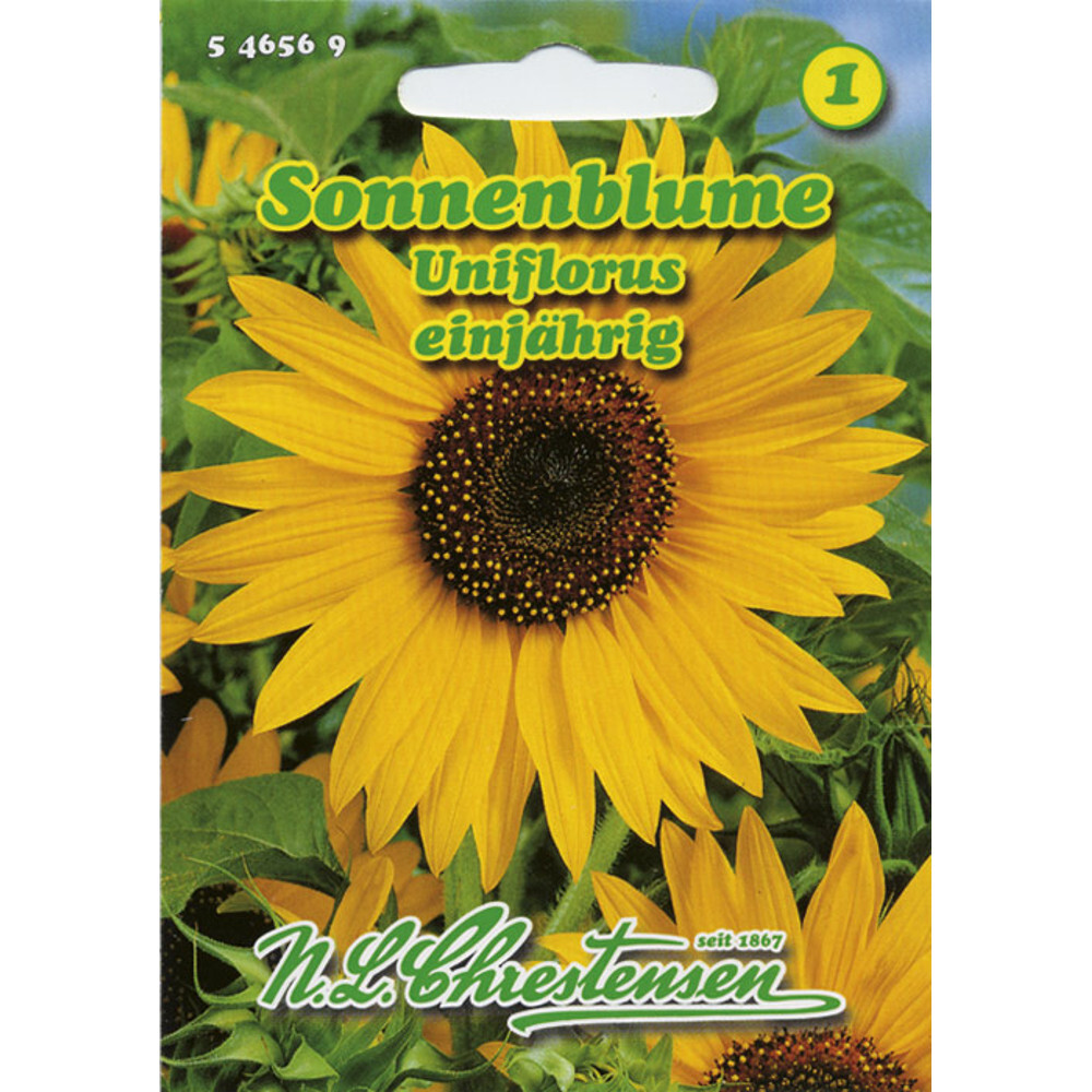 Saatgut Sonnenblume ca. 35 Pflanzen image number 0