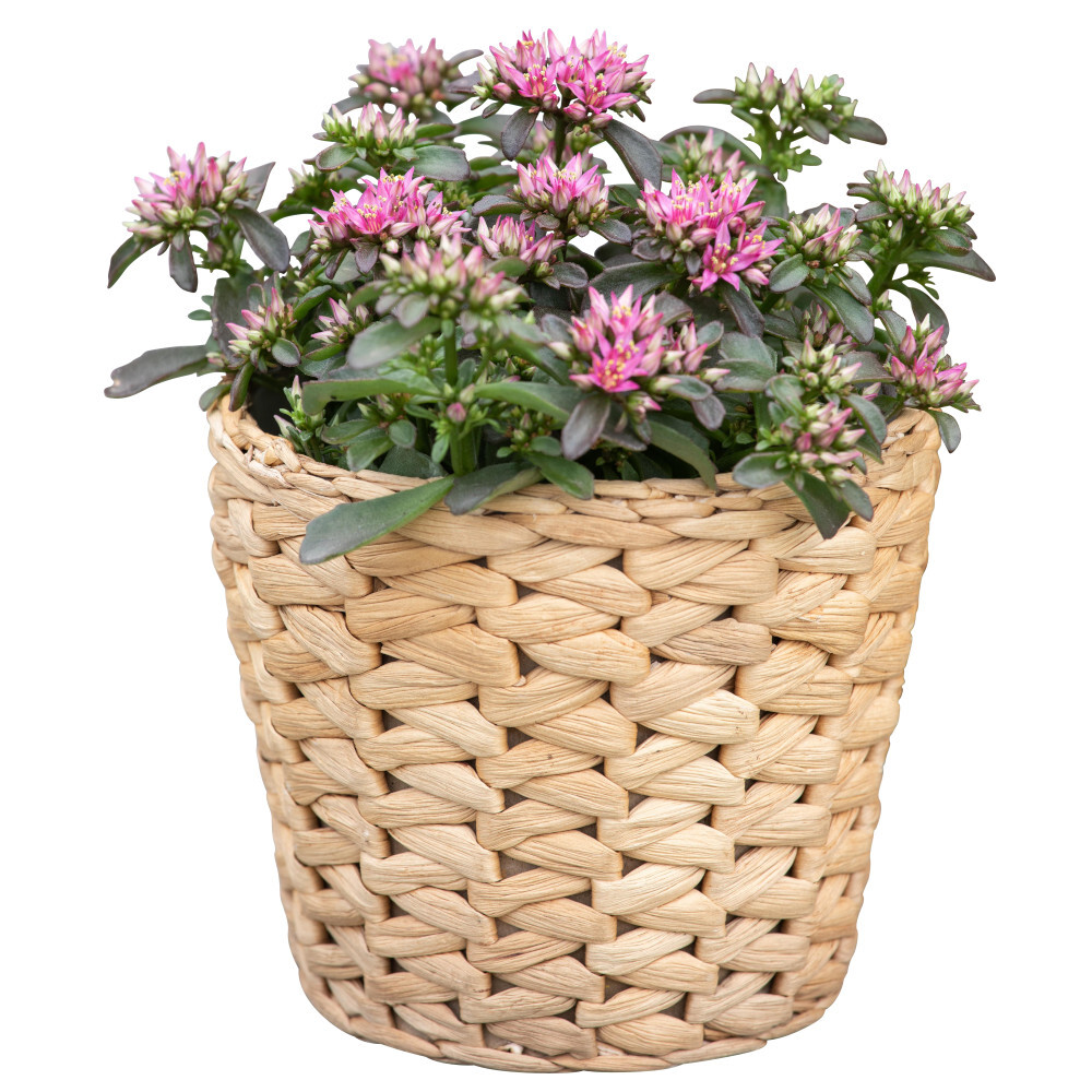 Sedum Spurium „Spot in Deep Rose“ im Blumentopf 12 cm