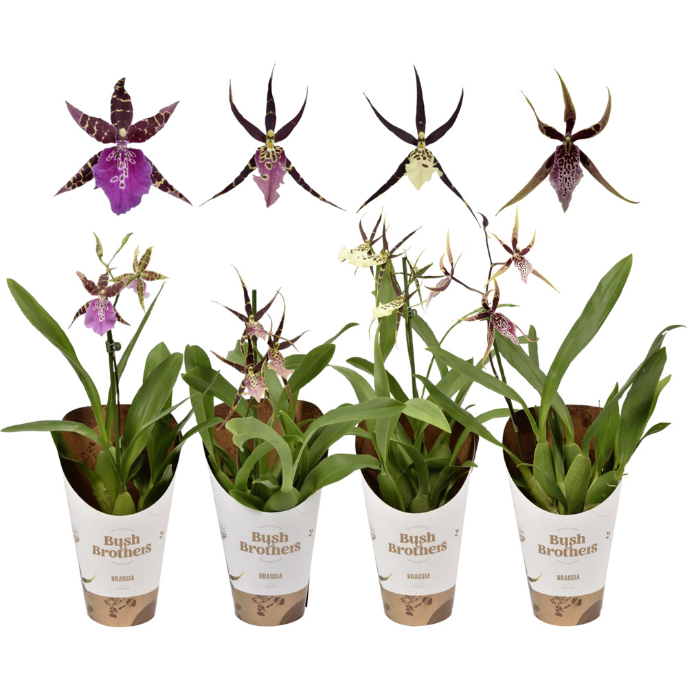 Orchideen Mix im 12 cm Pflanztopf, sortiert image number 1