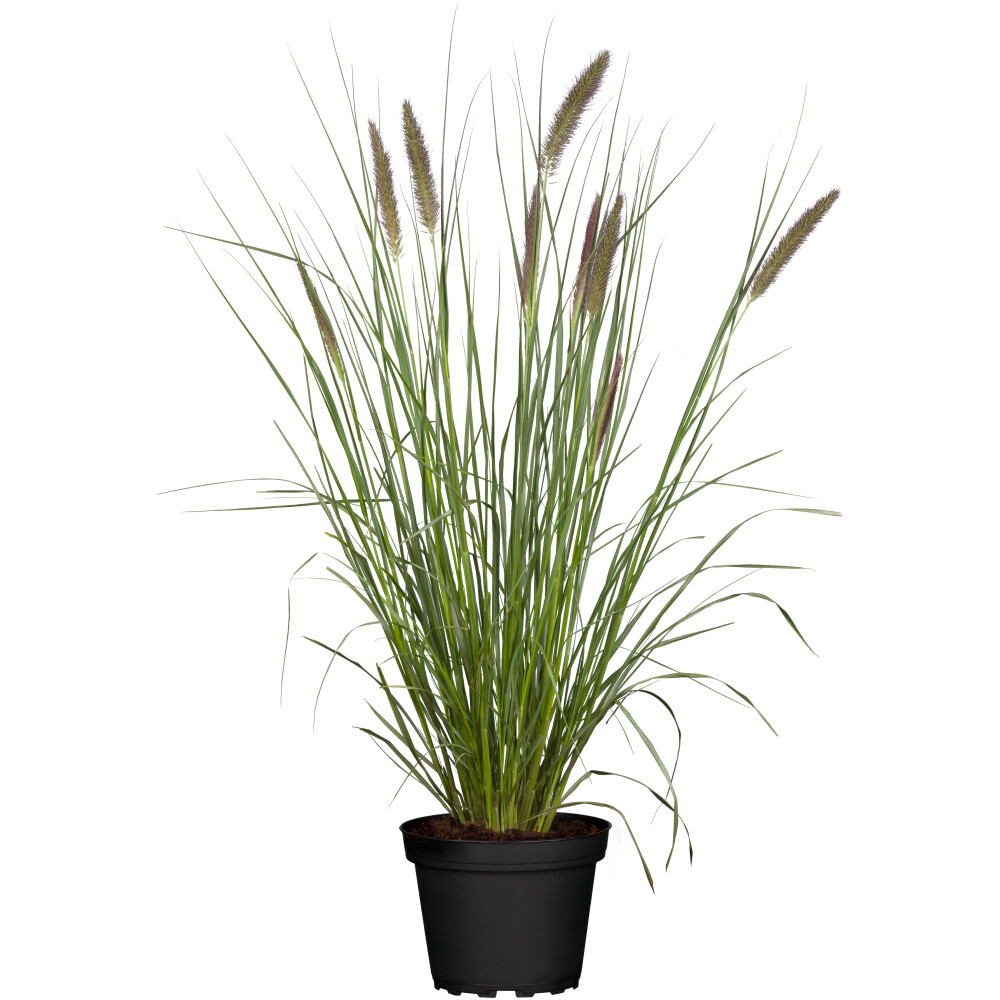 Gräser Mix Gracillimus in bunten Blumentöpfen Ø 23 cm image number 0