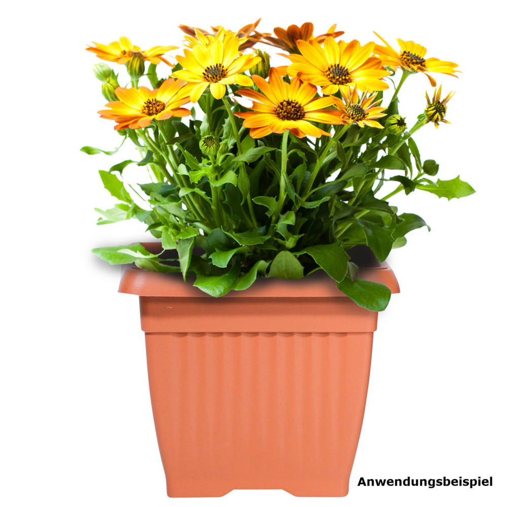 Prosperplast Blumentopf Terra eckig 19 x 19 cm in Terracotta image number 1