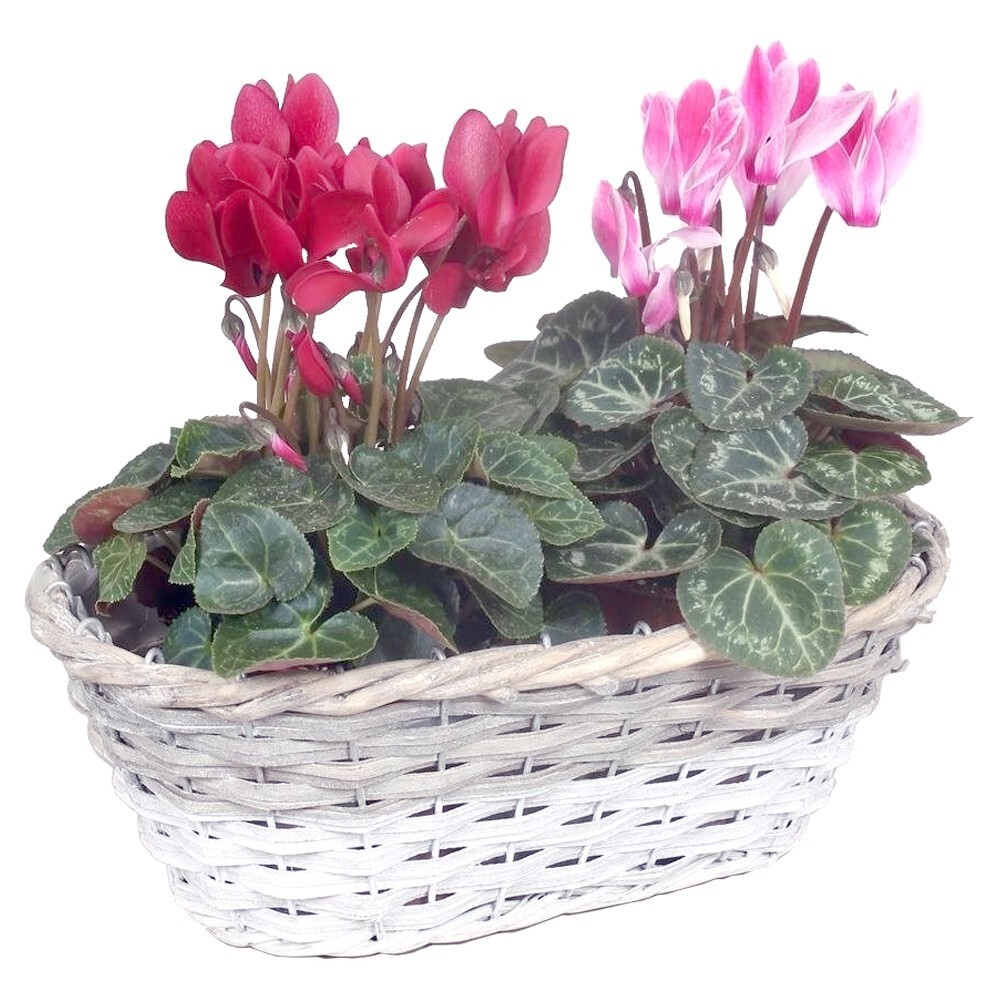 Cyclamen Alpenveilchen im Blumentopf Ø 11 cm, standfeste Herbstblüher image number 0