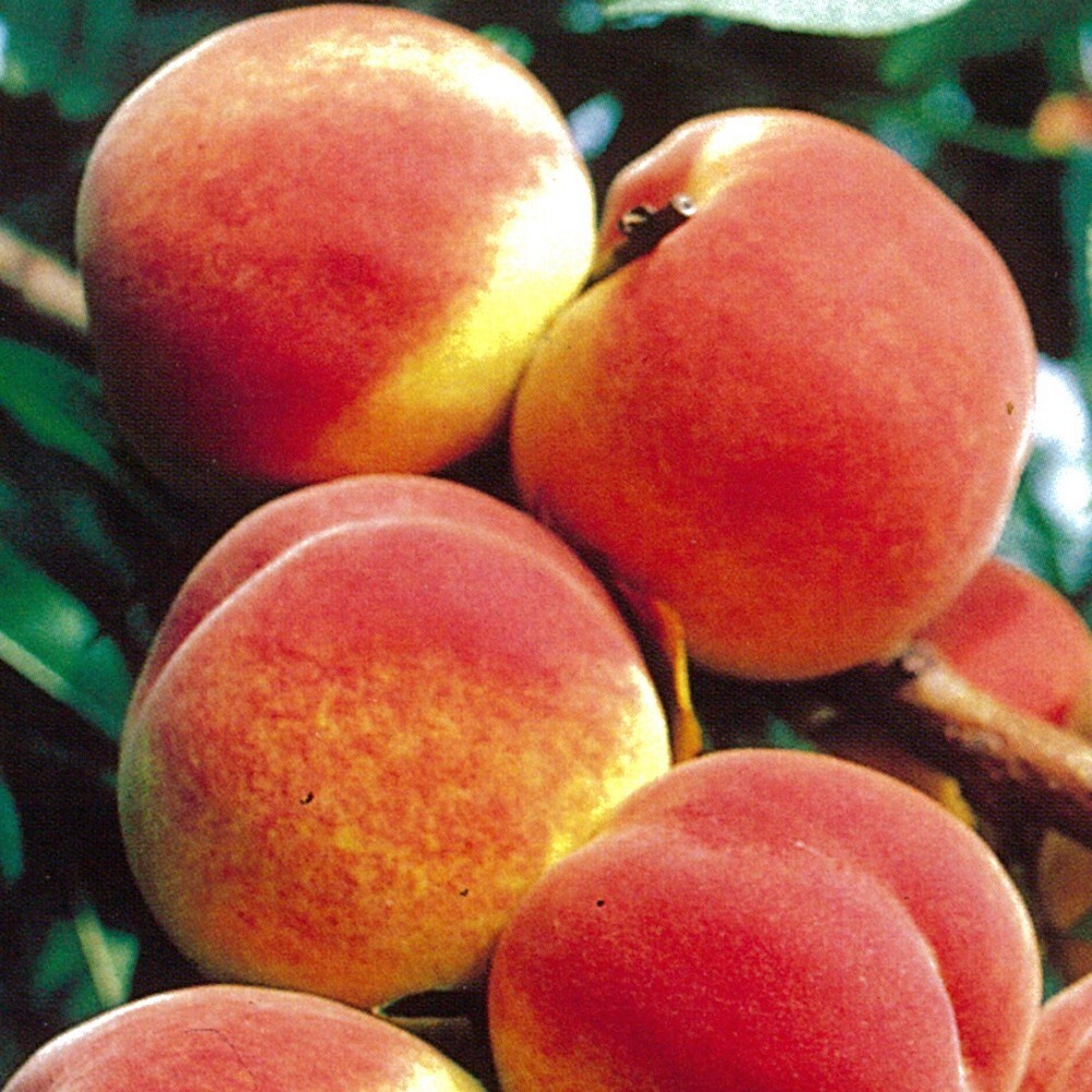 Obstbaum 150 - 200 cm in verschiedenen Sorten image number 4
