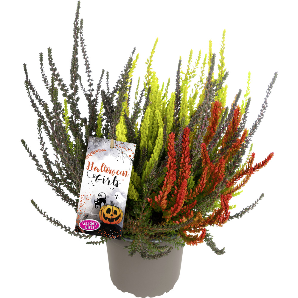 Gardengirls® Halloween Girls® Knospenheide