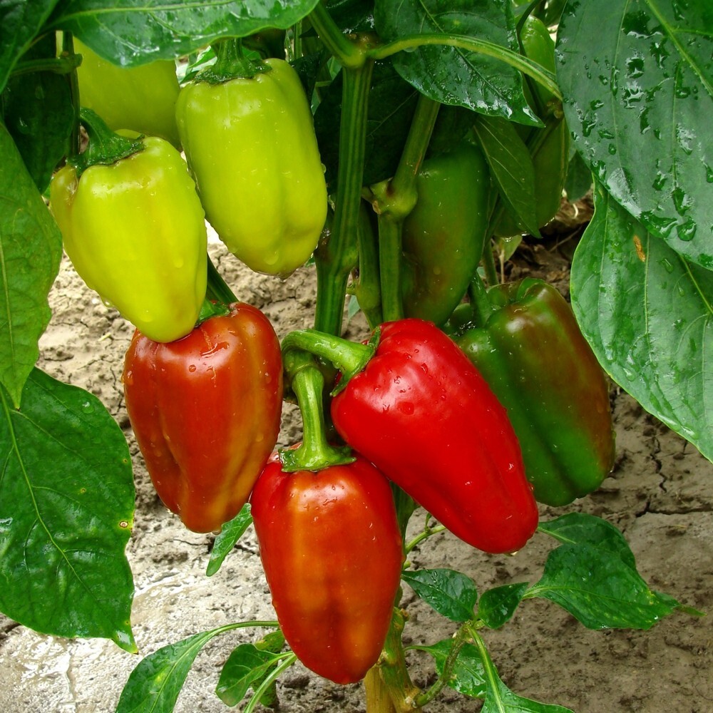 Saatgut Gemüsepaprika Feher ca. 50 Pflanzen image number 1