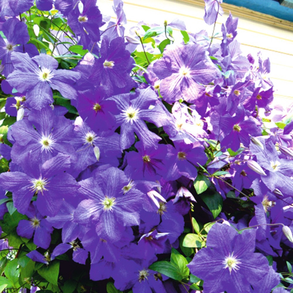 Kletterpflanzen Clematis, verschiedene Sorten im Blumentopf image number 3
