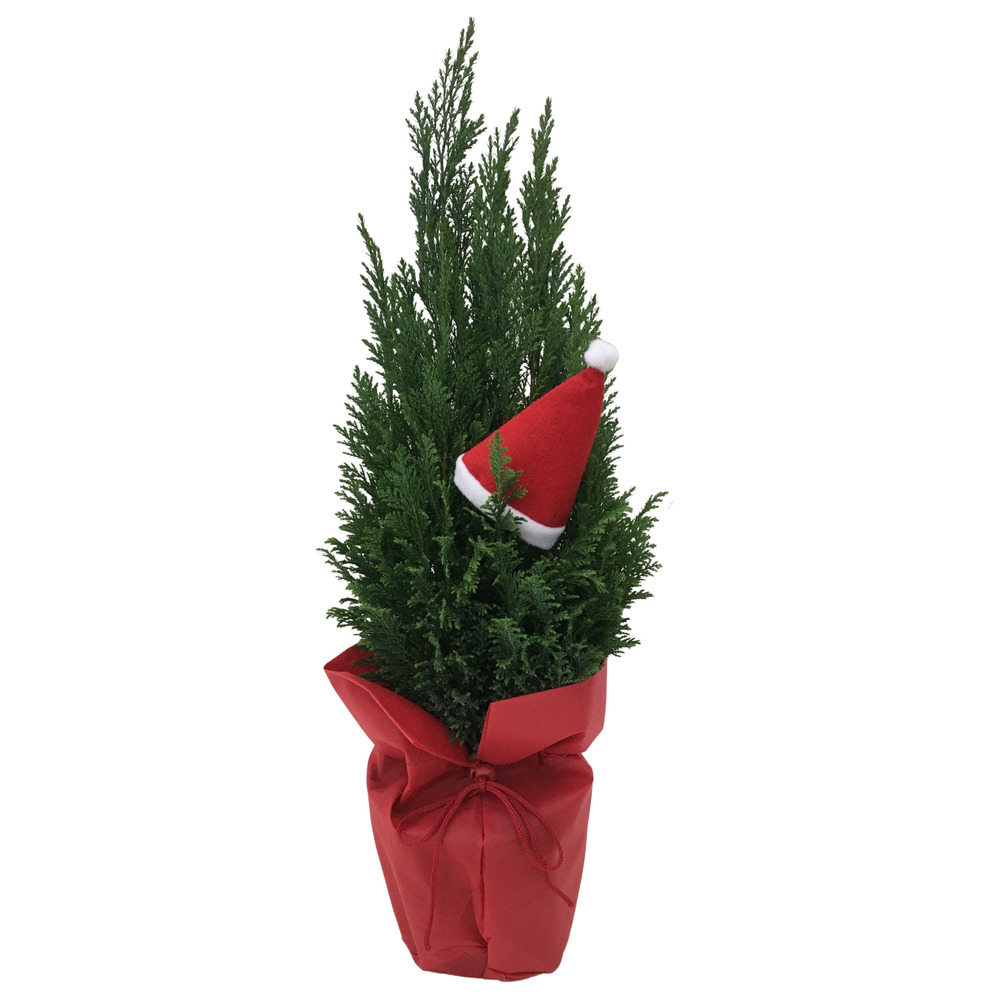 Weihnachts-Konifere im Weihnachtssack