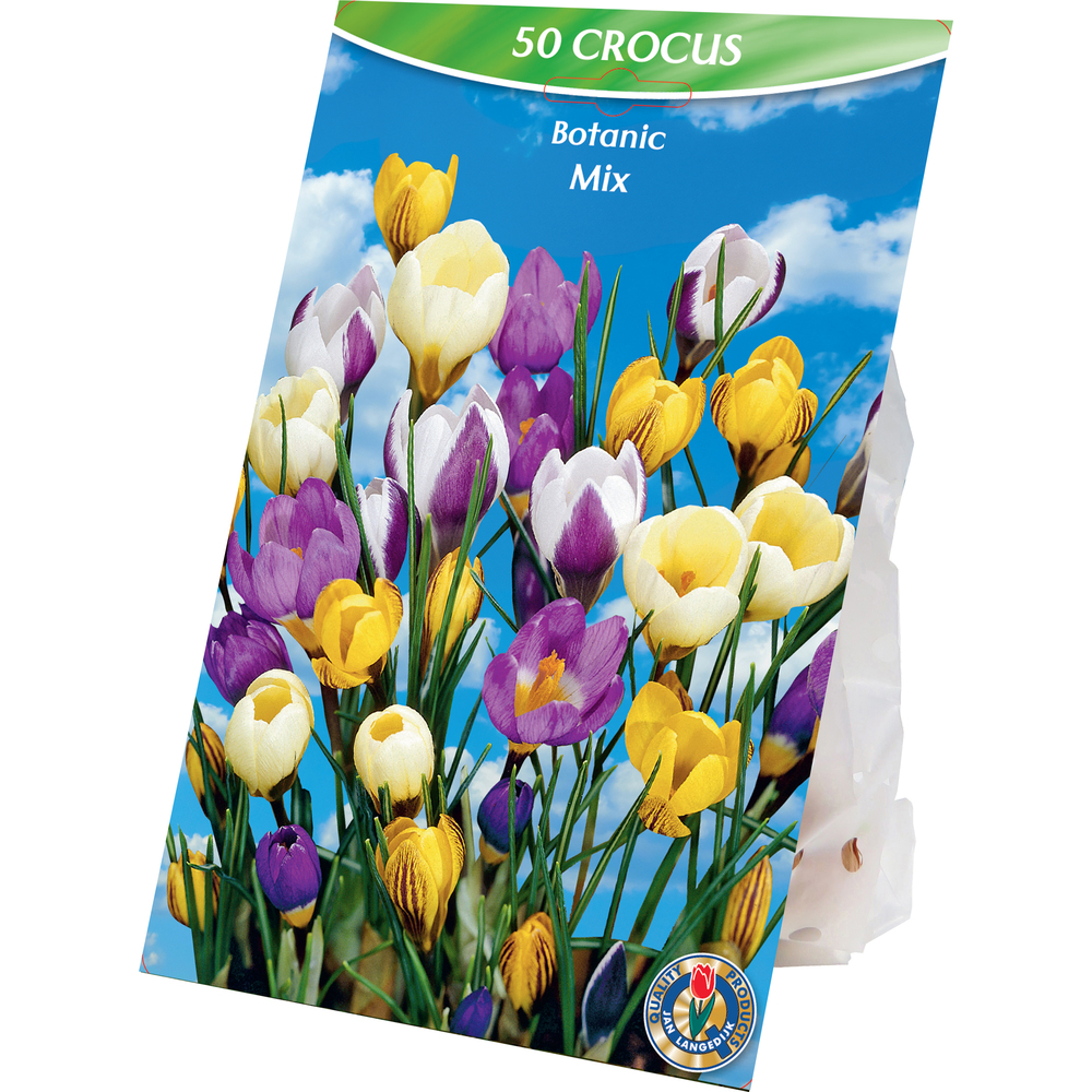 Blumenzwiebeln Krokusse Mix 50 Stück bunt