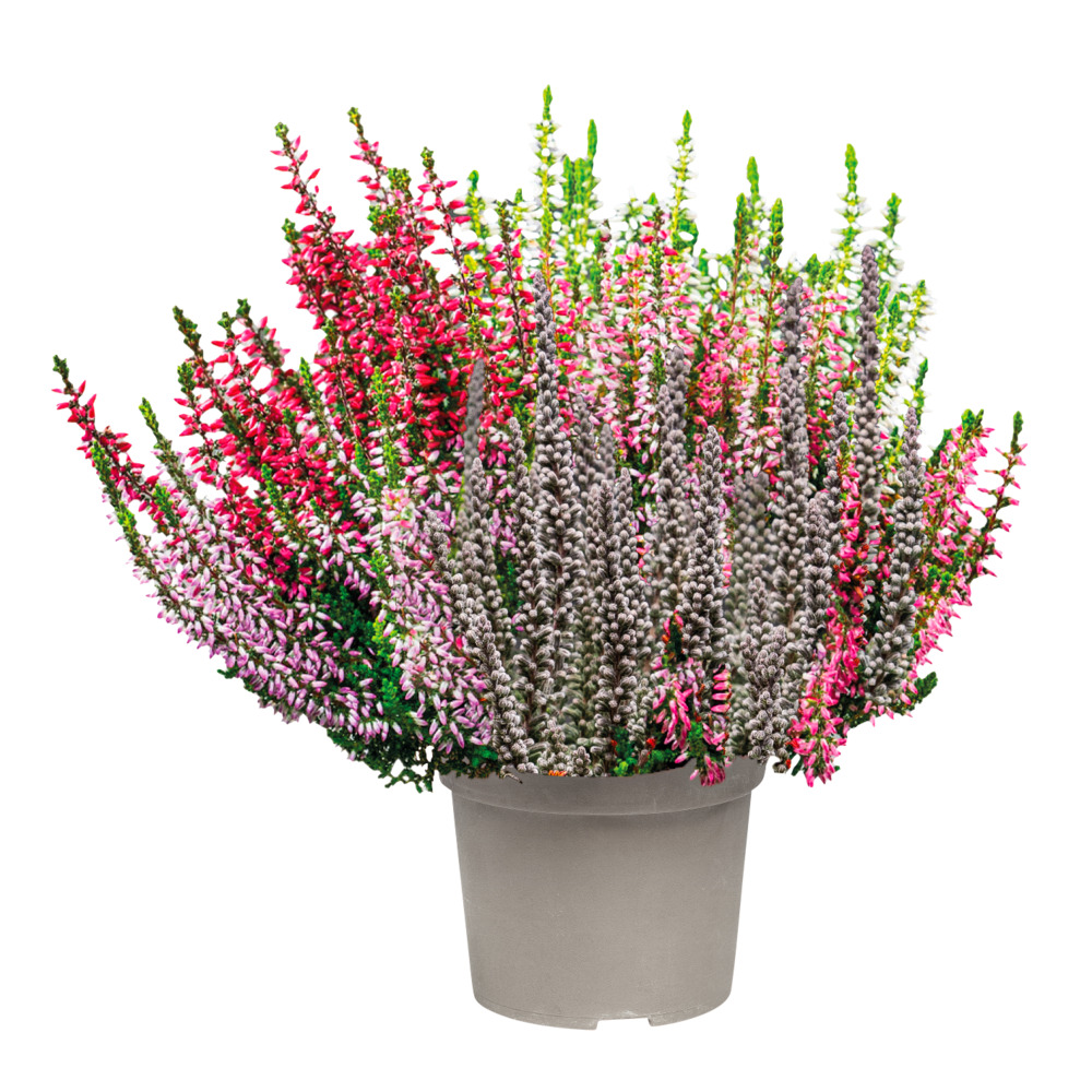 Calluna Vulgaris Trio im Blumentopf Ø 10,5 cm image number 3