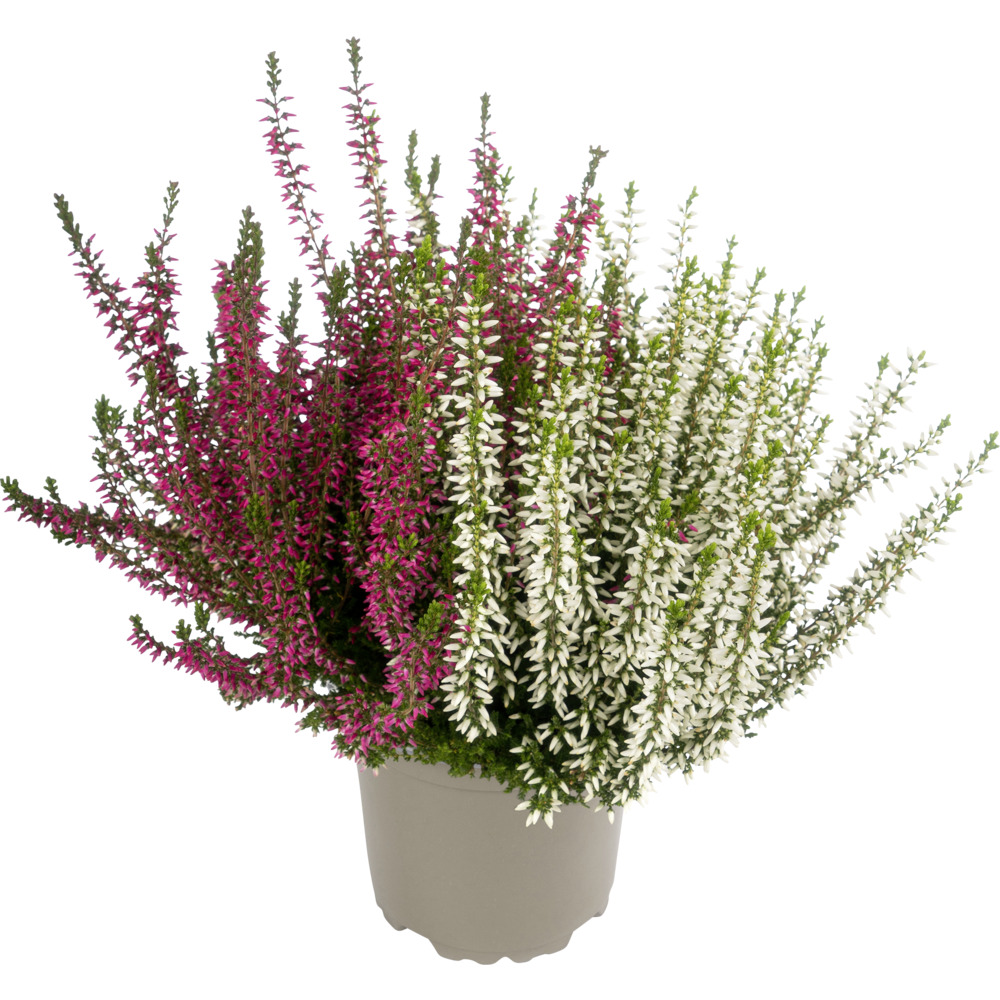 Calluna vulgaris Twingirls Topf verschiedene Sorten und Farben winterhart