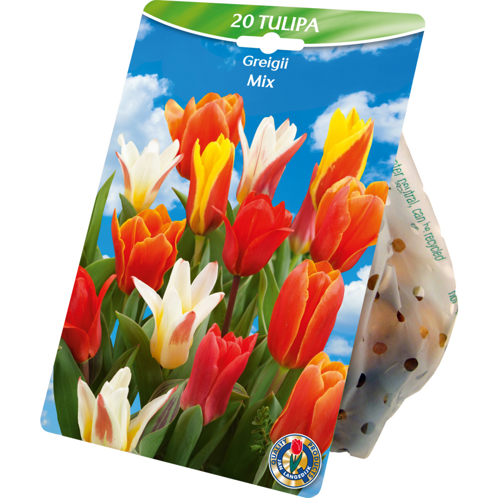 Blumenzwiebeln Greigii Tulpen Mix 20 St&uuml;ck bunt