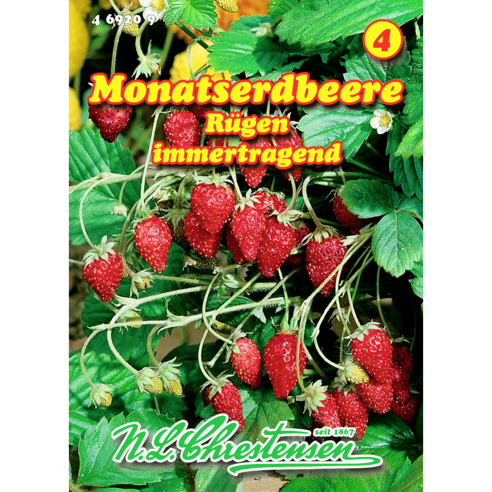 Saatgut Monatserdbeere Rügen ca. 150 Pflanzen image number 0