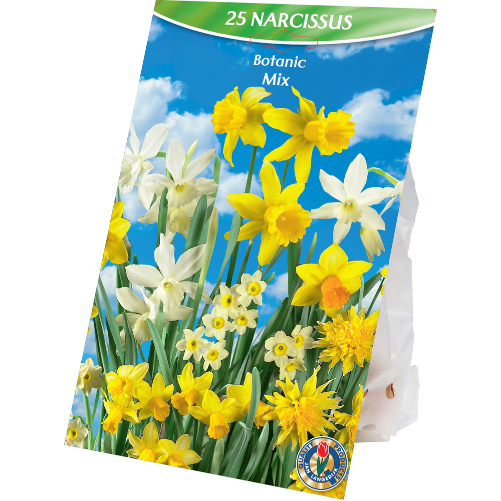 Blumenzwiebeln Narzissen Mix 25 Stück mehrfarbig