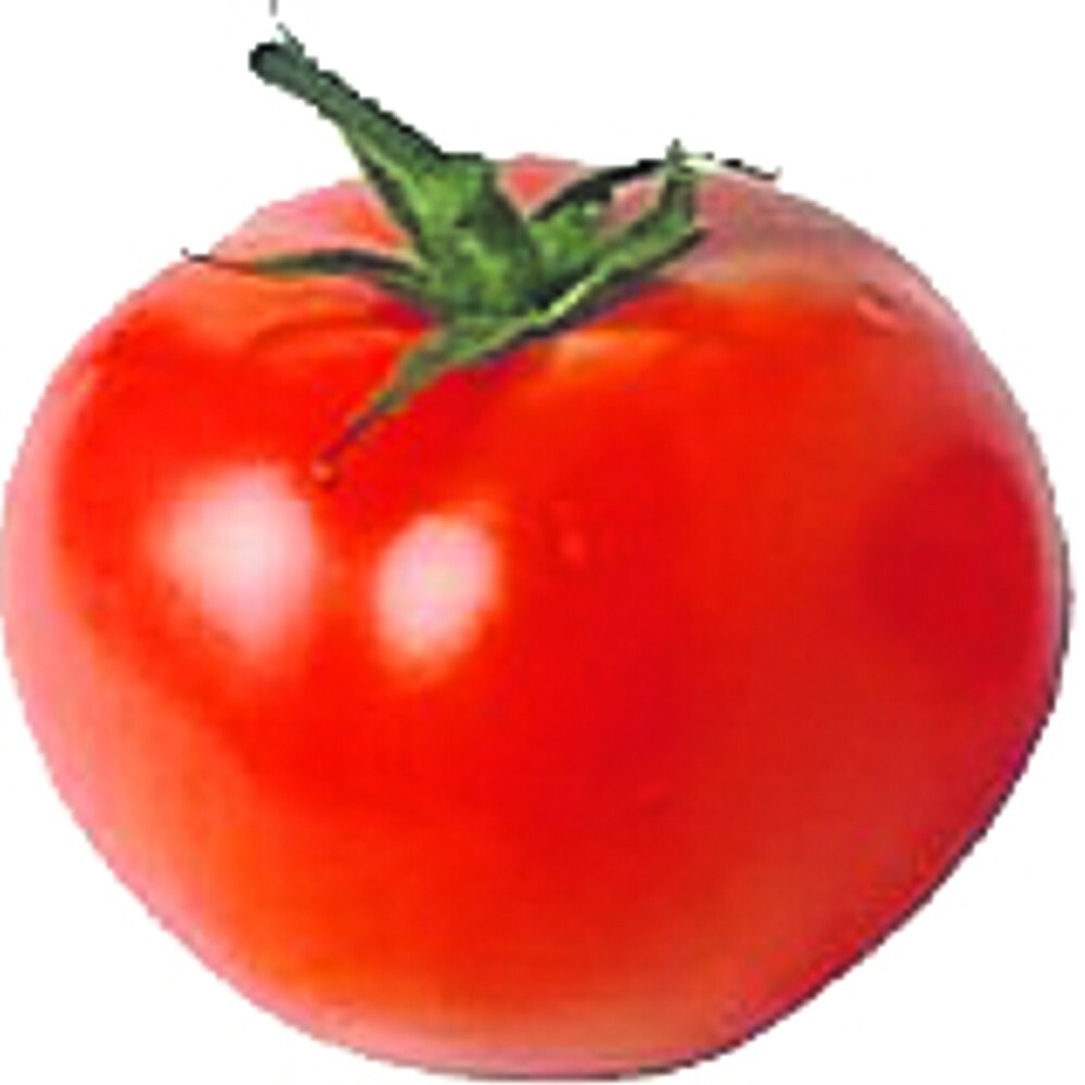 Tomaten verschiedene Sorten im Blumentopf 9 cm vorgezogen image number 1
