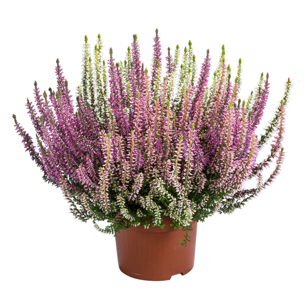 Calluna Vulgaris Trio-Girls im Blumentopf Ø 13 cm in verschiedenen Farben image number 1
