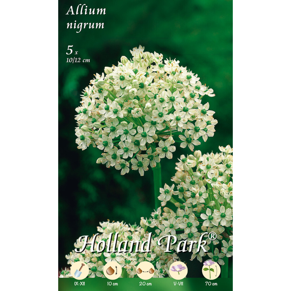 Blumenzwiebeln Allium Nigrum 5 Stück weiß