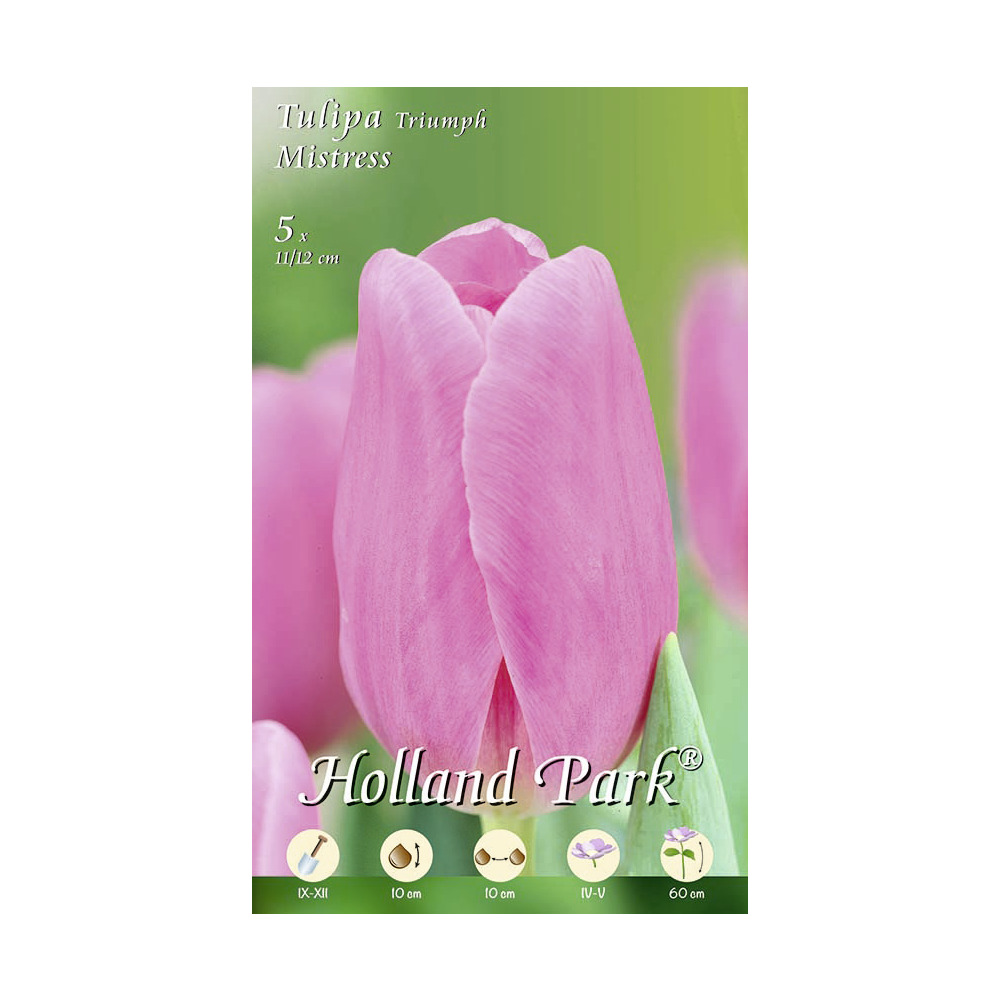 Blumenzwiebeln Triumph-Tulpen 5 Stück rosa image number 0