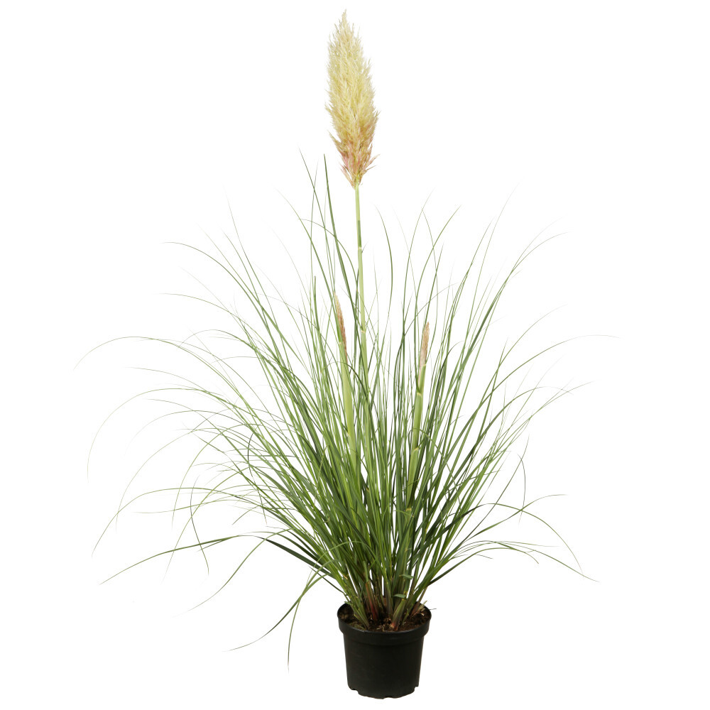 Gräser Mix Gracillimus in bunten Blumentöpfen Ø 23 cm image number 3