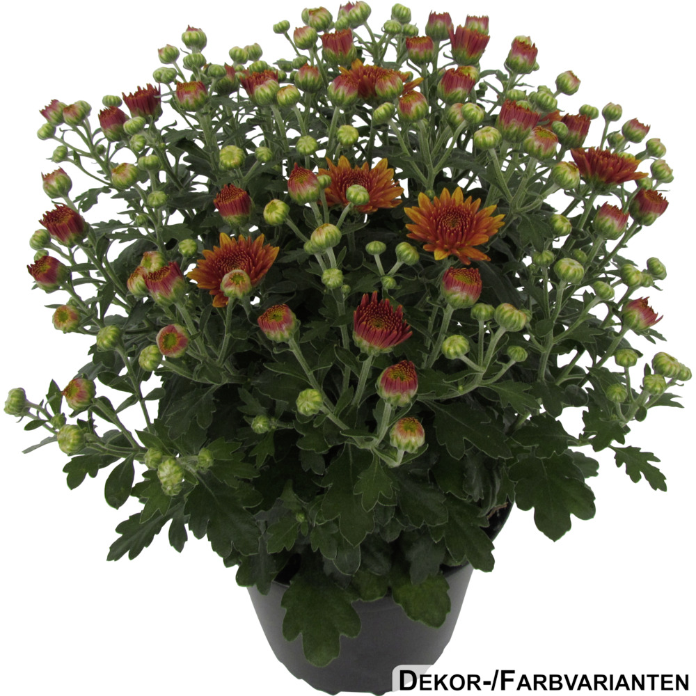 Herbst Chrysantheme im 13 cm Pflanztopf Farbauswahl image number 2