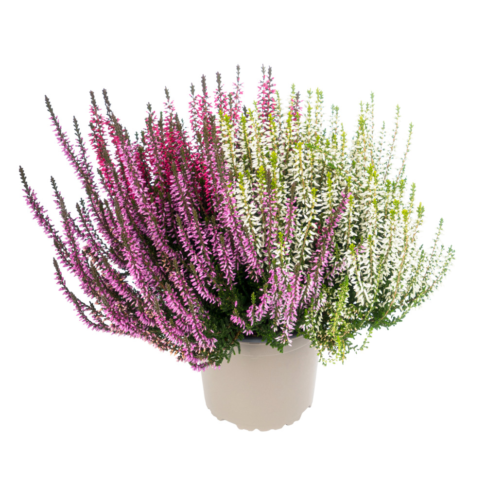 Calluna Vulgaris Trio im Blumentopf Ø 10,5 cm image number 2