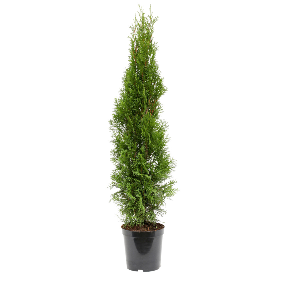 Lebensbaum 80-100 cm Thuja Occidentalis Smaragd image number 0
