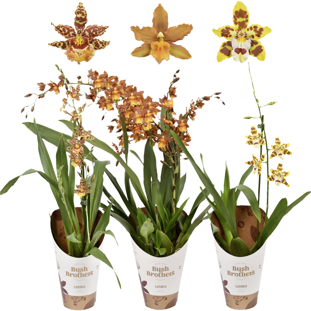 Orchideen Mix im 12 cm Pflanztopf, sortiert image number 0