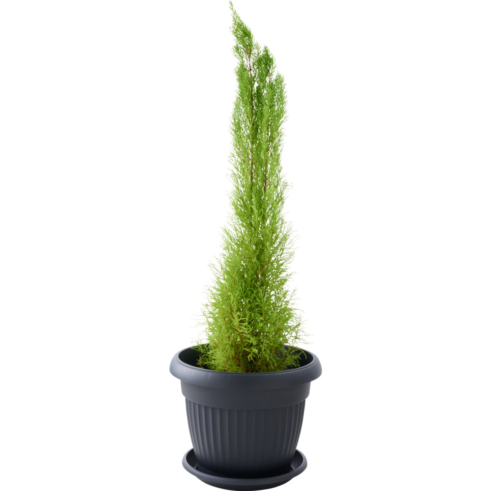 Prosperplast Pflanztopf Terra rund 50 cm anthrazit image number 1