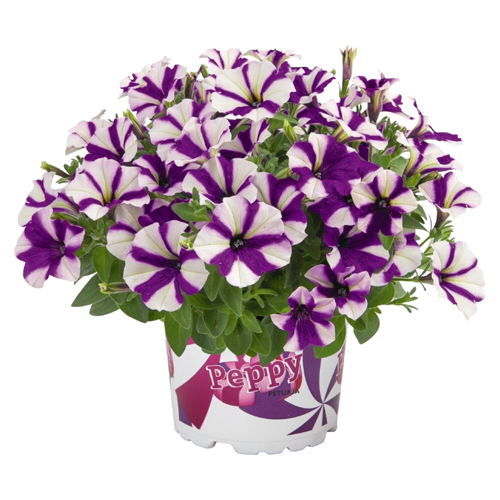 Petunia Peppy in verschiedenen Farben im Blumentopf 11 cm image number 2