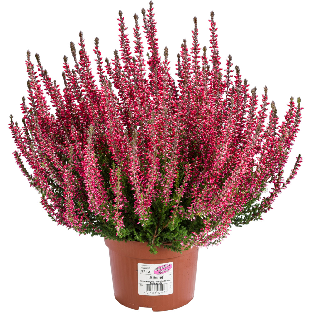 Calluna Vulgaris Gardengirls im Blumentopf Ø 13 cm image number 2