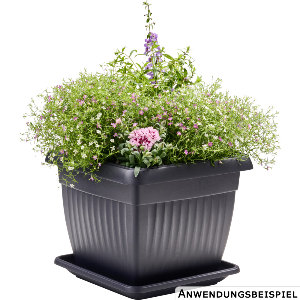 Prosperplast Blumentopf Terra eckig 30 x 30 cm in Anthrazit image number 1