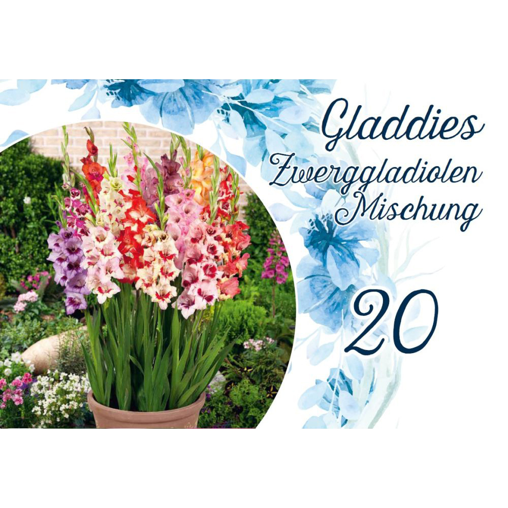 Blumenzwiebeln Zwerggladiolen Mix 20 Stück bunt image number 0