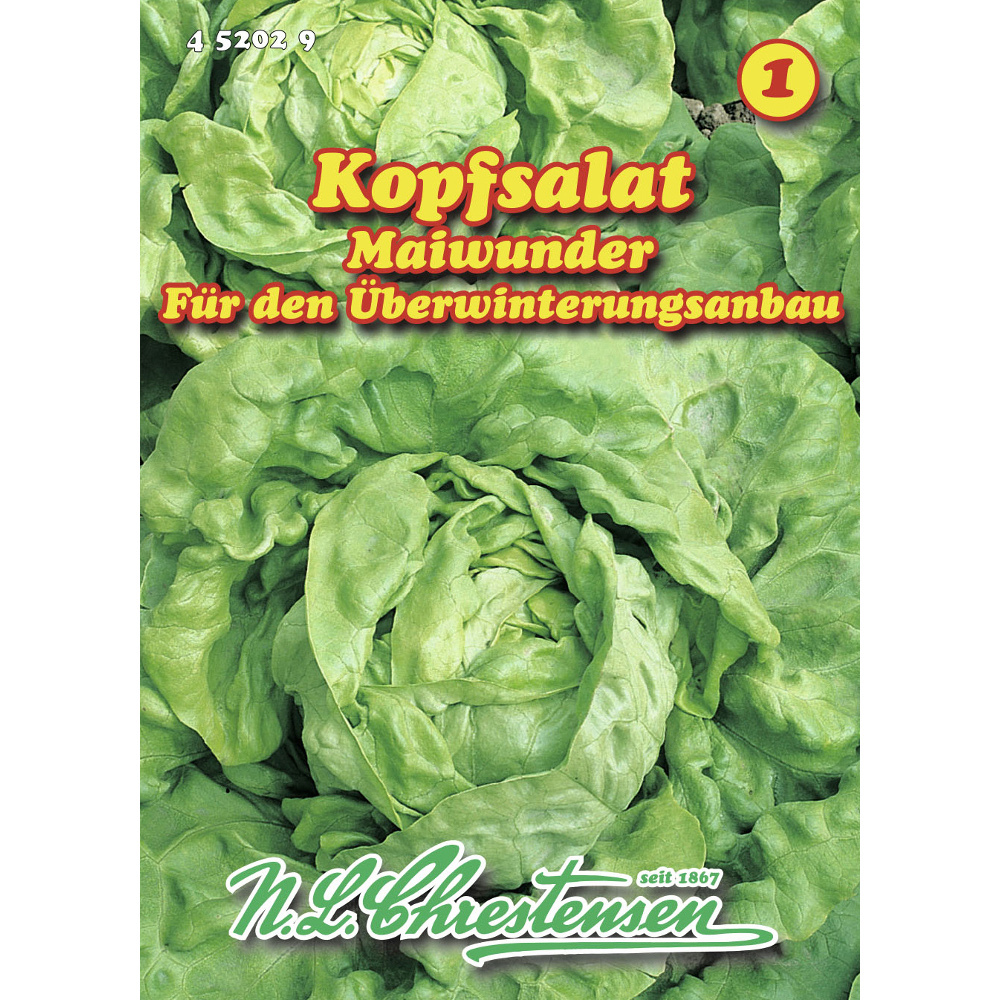 Saatgut Kopfsalat Maiwunder ca. 200 Pflanzen image number 0