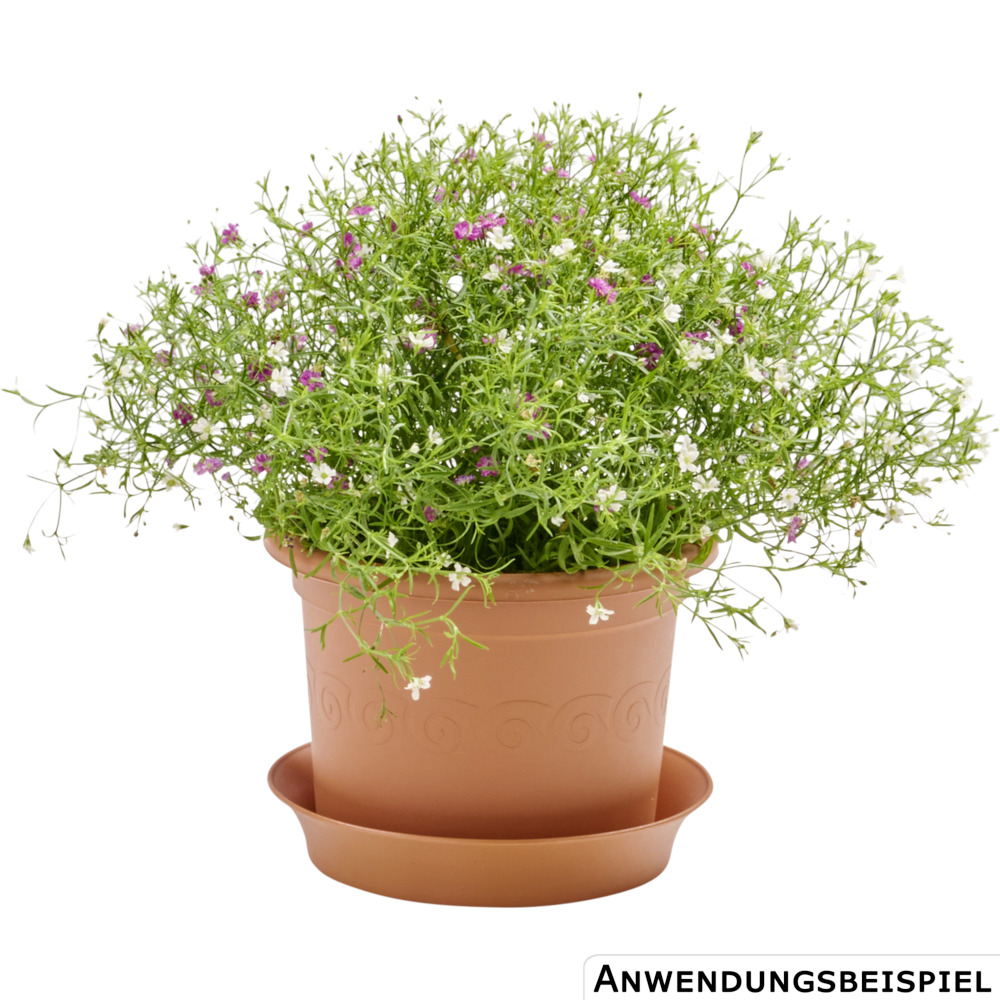 Prosperplast Blumentopf Plastica Ø 15 cm in terracotta image number 1