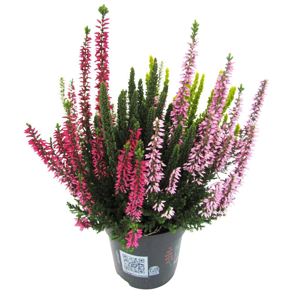 Calluna Vulgaris Trio im Blumentopf Ø 12 cm image number 0