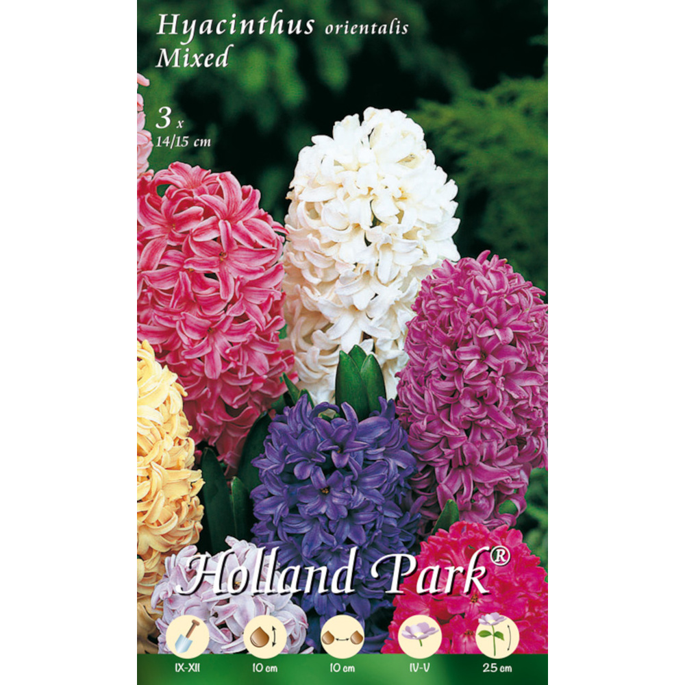 Blumenzwiebeln Hyazinthen Mix 3 Stück bunt