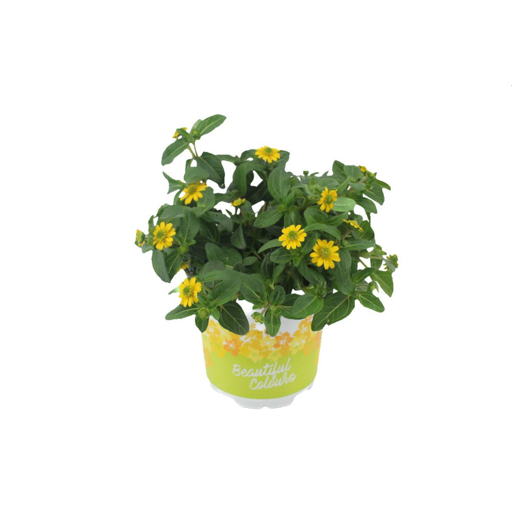 Gelber Husarenknopf Beet und Balkonpflanzen T10,5 image number 0