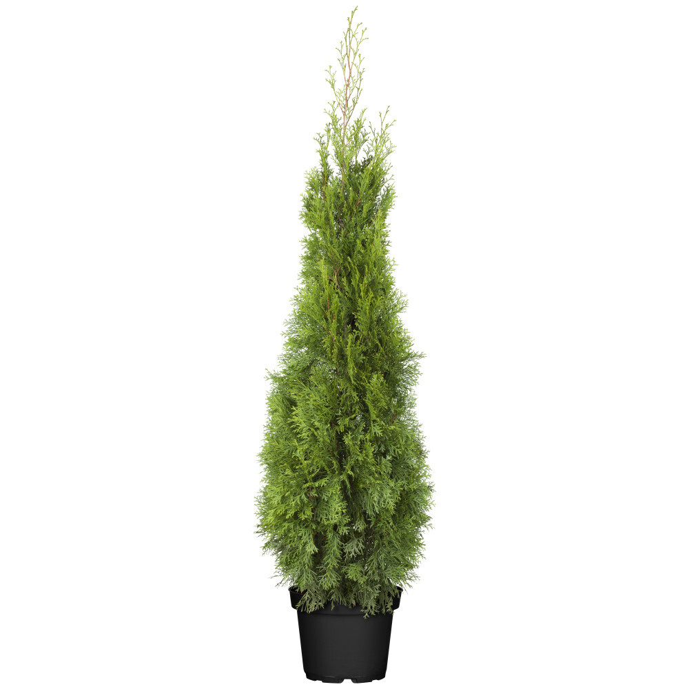 Lebensbaum 100 - 120 cm mit Blumentopf